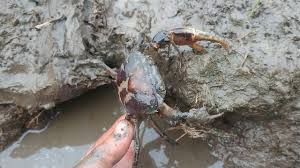 Em còn nhớ món canh cua rau đay cà pháo giữa trưa hè? - Ẩm Thực 365