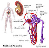 Image result for what is the functional unit of the kidney called course hero