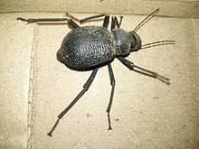 Hard shell flying bugs hard shell bug with pinchers hard shell animals hard shell black bug with horn hard shell bug with pointed back hard shell bugs in kitchen. Beetle Wikipedia