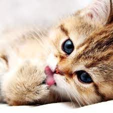 Cat Wallpaper 4k Pc Ideas 4k Cats Cute Animals Cute Cats