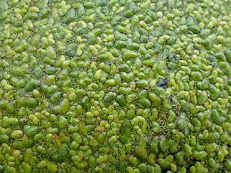 Image result for Landolphia cuneifolia