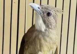 Jenis burung kicau ini menjadi burung dengan pasar terbesar di tanah air. Cara Membedakan Cucak Jenggot Medan Dengan Kapas Tembak