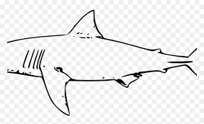 This video shows another way how to draw a yorky. Great White Shark Clipart Easy Sketch Shark Drawing Hd Png Download Vhv
