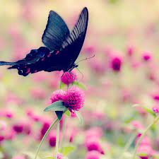Monarch butterfly blue and pink. Understanding The Fear Of Butterflies And Moths