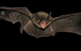 Dorongan kepercayaan mistisisme menjadikan kucing dilabeli sebagai pertanda nasib buruk. Apakah Mimpi Kelawar Itu Dream Interpretation Bat