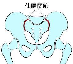 1日10秒 座ってできる 仙腸関節ストレッチ で代謝アップ 仙腸関節 ストレッチ 丹田