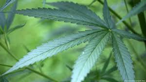 Selbst wenn man also ein rezept hat oder falls cannabis künftig vollständig in deutschland legalisiert werden sollte, bedeutet das nicht automatisch, dass auch jeder dazu befugt sein wird, sein eigenes gras im garten anzubauen. 5 Facts About Cannabis Laws In Germany News And Current Affairs From Germany And Around The World Dw 10 03 2018
