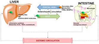 Philippe bas (born 31 october 1973) is a french actor. Jcm Free Full Text Liver Steatosis Gut Liver Axis Microbiome And Environmental Factors A Never Ending Bidirectional Cross Talk Html