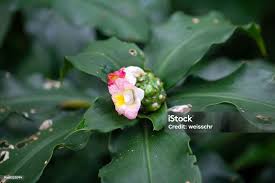 Image result for Costus afer