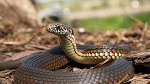 Command your snake and eat goodies to grow your tail and win the level. Kerala Woman S Death After Second Snake Bite Turns Out To Be A Murder Latest News India Hindustan Times