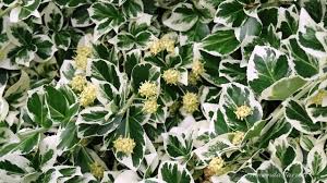 Image result for Euonymus fortunei