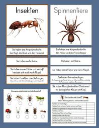 Fadenbilder mit nägeln und faden selber machen. Unterschied Spinnentier Insekt Insekten Biologie Unterrichten Wissenschaft Biologie