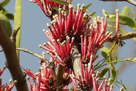 Image result for Tapinanthus