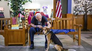 Maybe you would like to learn more about one of these? Pet Adoption During Coronavirus Shelters Rescue Groups Adjust Raleigh News Observer