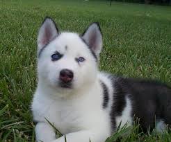 Listado de los cachorros en españa en venta. Husky Siberiano Perrosamigos Com
