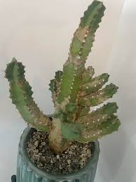 Image result for Monadenium torrei