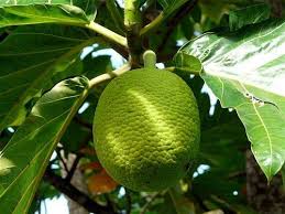 Uru Fruit De L Arbre A Pin Tahiti French Polynesia France Europe