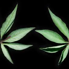 Image result for Ipomoea tenuipes