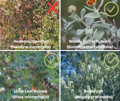 Image result for Lobelia livingstoniana