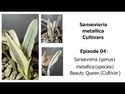 Image result for Sansevieria metallica