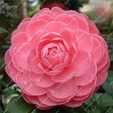 Pin On Flower Seeds Bonsai Seeds