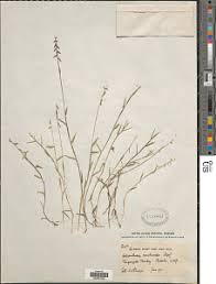 Image result for Heteranthoecia  guineensis