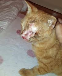 Asitle Yakilan Kedi 2 Aylik Tedaviyle Hayata Tutundu Bursada Bugun Bursa Bursa Haber Bursa Haberi Bursa Haberleri Bursa