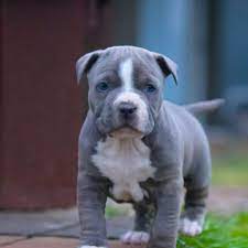 pin by lewroll2000 on animals in 2021 pitbull puppies for sale pitbull puppies pitbull dog