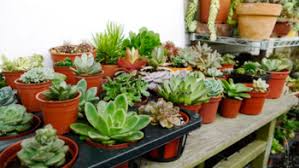Get professional tips and advice from an expert on growing your own plants and herbs in this free gardening video series. Benefits Of Growing Cacti And Succulents Indoors Improve Your Home