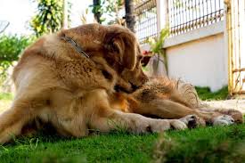 Bandages for a dog are not the same as those for people. How To Stop A Dog From Licking Their Wound Without A Collar Dogdorable