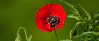 — parlez en à vos proches, participez à des journées ponctuelles de boycott national, signer et partagez de pétitions à fort impact. Signer L Appel Nous Voulons Des Coquelicots