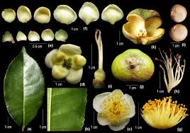 Image result for Camellia sinensis