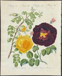 Rose by Friedrich Justin Bertuch: (1792) Art&nbsp;/&nbsp;Print&nbsp;/&nbsp;Poster | Trillium Antique Prints & Rare Books
