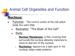 The nuclear envelope in animal cells separates the fluid within the nucleus of a cell from the outer substance. What Is The Function Of Organelles In An Animal Cell