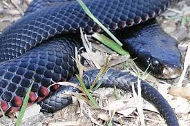 Unlike most other australian elapids, tiger snakes climb well. Venomous Australian Snakes By Region Living With Wildlife
