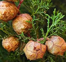Image result for Cupressus