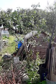 Image result for pruning plum trees