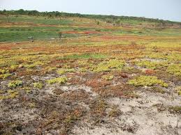 Image result for Napoleonaea gossweileri