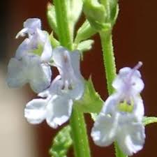 Image result for Salvia stenophylla