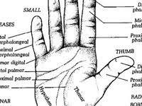 Diagram Of Fingertips Medical Knowledge Daily Health Tips Hand Care