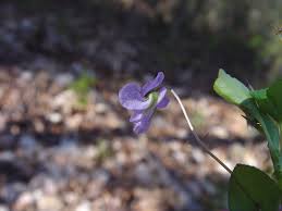 Image result for Viola abyssinica