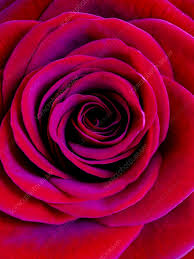 Image result for Rosa sp.