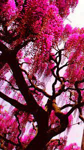 Pink Nature Wallpaper Hd Iphone Hd Pink Nature Tree Wallpaper Iphone Nature Wallpaper
