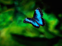 Blue Butterfly Pictures Hd Wallpapers And Pictures Blue Morpho Butterfly Blue Butterfly Wallpaper Morpho Butterfly
