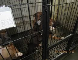 Puppy love pet rescue, toms river, new jersey. Missouri Attorney General Sues Owner Of Puppy Love Kennel Companion Animal Protection Society