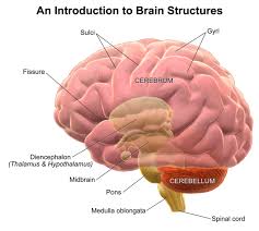 structure and function of the brain boundless psychology