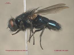 Image result for Otoptera