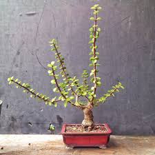 Image result for Portulacaria