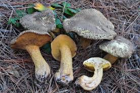 Image result for Suillus wasatchicus