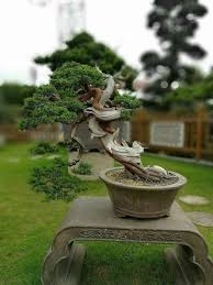 Pin Von Harman Shizen Auf Bonsai